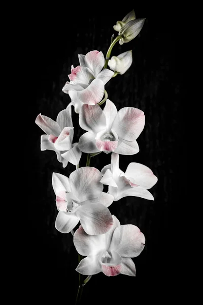 Orquideas fondo negro fotos de stock, imágenes de Orquideas fondo negro sin  royalties | Depositphotos
