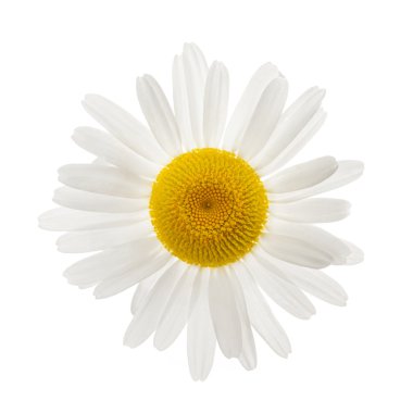 One daisy flower clipart