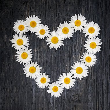 Daisy kalp koyu ahşap üzerine
