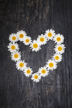 Daisy kalp koyu ahşap üzerine