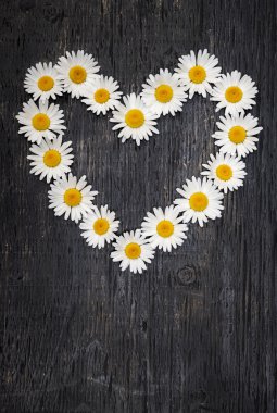 Daisy kalp koyu ahşap üzerine