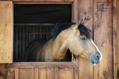 Horse in stable clipart