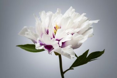 bir Şakayık çiçeği