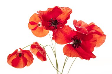 Beyaz haşhaş çiçekleri