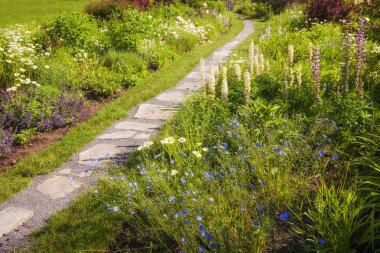 kır çiçeği Bahçe ve yol