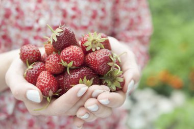 Hands holding fresh strawberries