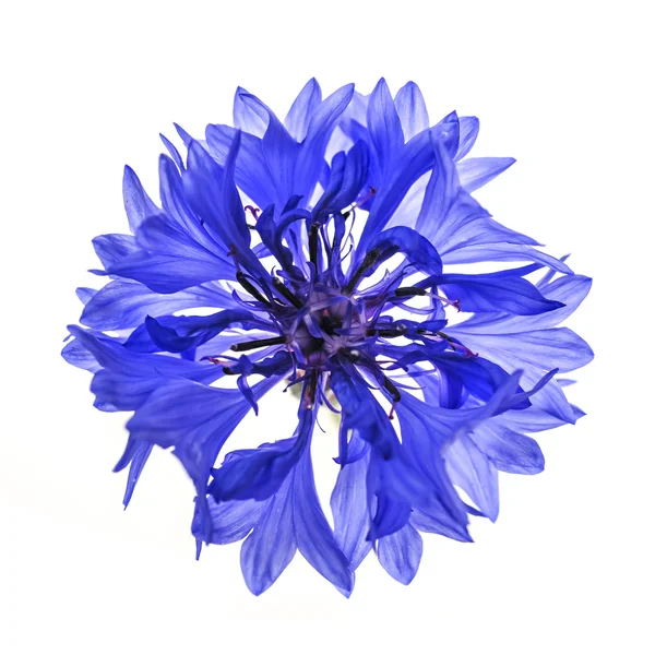 青の矢車草の花 — ストック写真