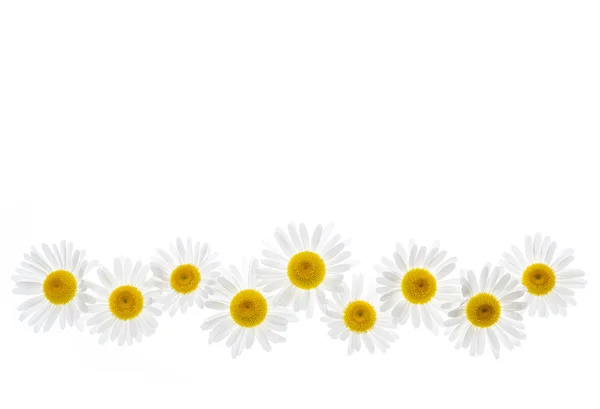 Százszorszép virág határ — Stock Fotó