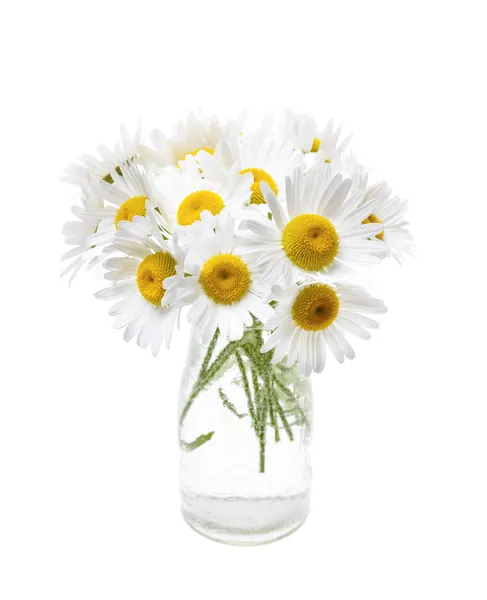 Bouquet of daisies — Stock Photo, Image