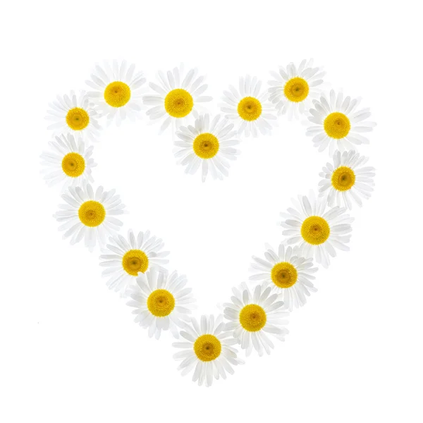 Daisy heart — Stock Photo, Image