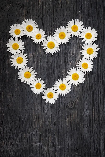 Daisy kalp koyu ahşap üzerine
