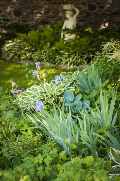 Schattiger Garten mit Stauden — Stockfoto