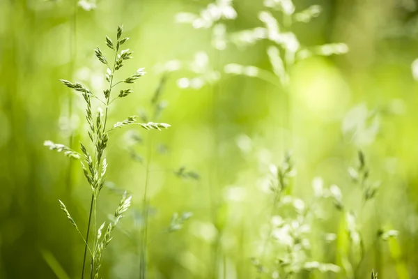Června zelené trávy kvetoucí — Stock fotografie