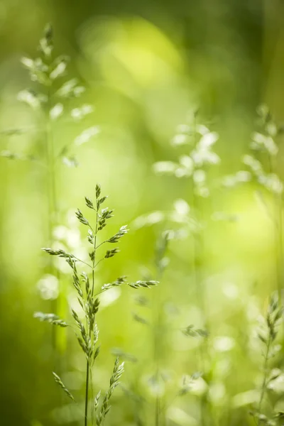 Juni grønt gress blomstrer – stockfoto