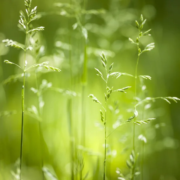 6 月緑の草の開花 — ストック写真