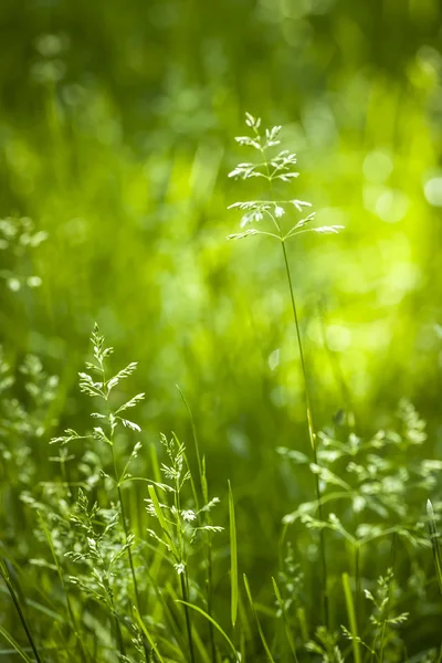 Juni grönt gräs blommande — Stockfoto