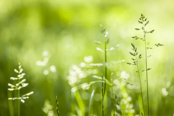 June green grass flowering — Stock Photo, Image