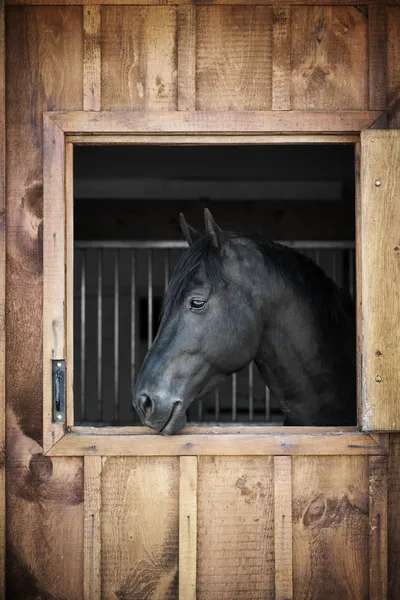 Häst i stallet — Stockfoto