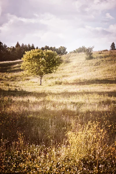 Paisaje rural con árbol único — Foto de Stock