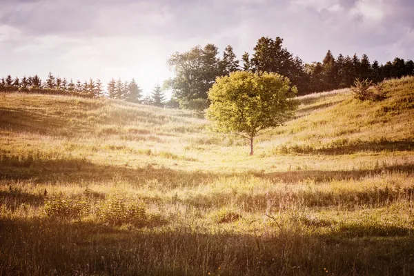 Landsbygdens landskap med enstaka träd — Stockfoto