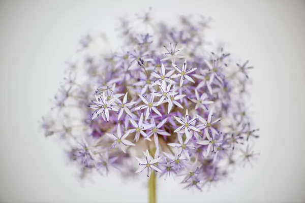 Flor de cebolla de floración — Zdjęcie stockowe