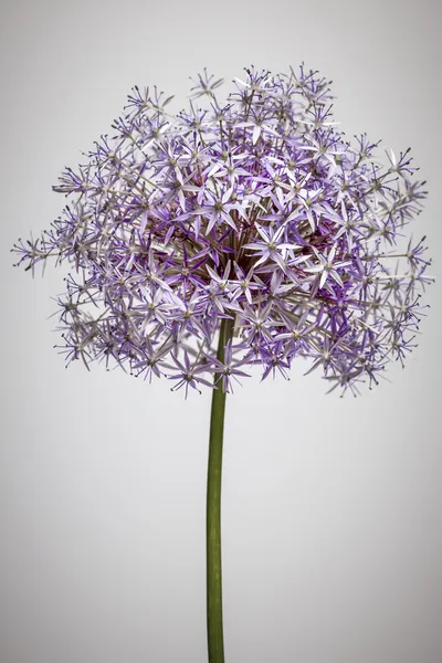 Floração flor de cebola — Fotografia de Stock