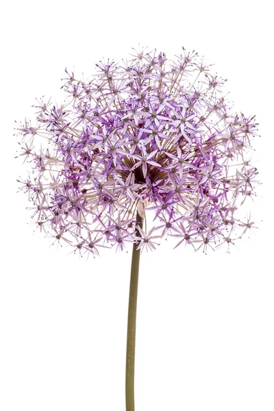 Flowering onion — Stock Photo, Image