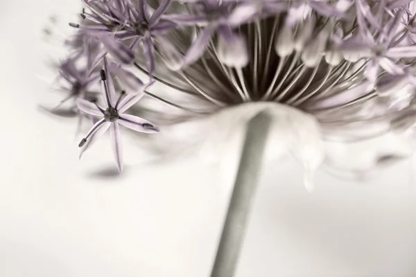 Flor de cebolla — Foto de Stock