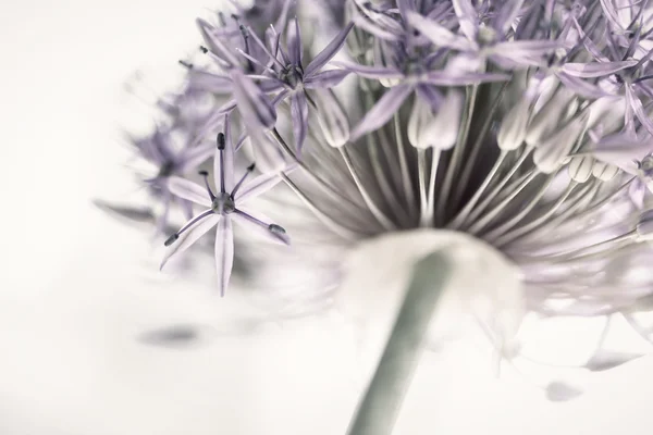 Floração flor de cebola — Fotografia de Stock