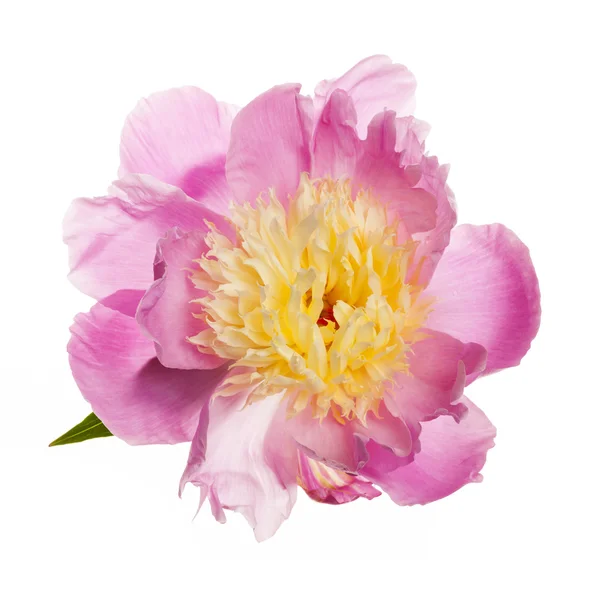 Fiore di peonia isolato — Foto Stock