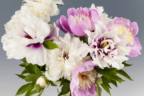 Пионский букет цветов — стоковое фото