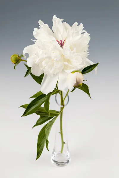 Pfingstrosenblume in der Vase — Stockfoto