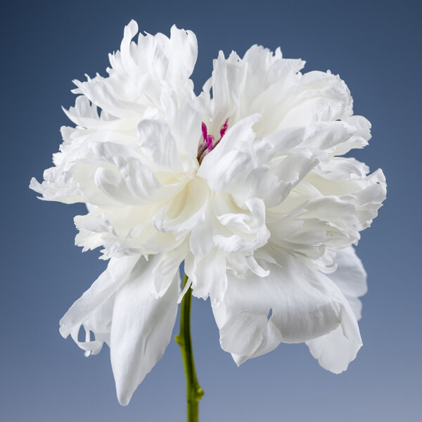 Белый пионский цветок