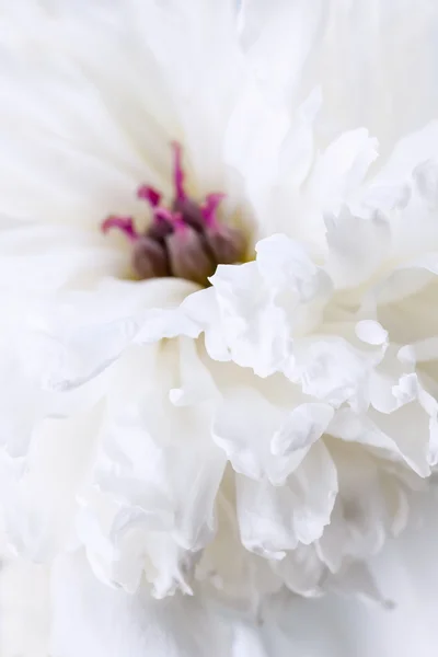 Flor peonía blanca de cerca — Foto de Stock