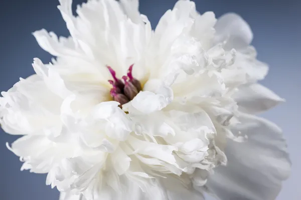 白い牡丹の花が閉じます — ストック写真