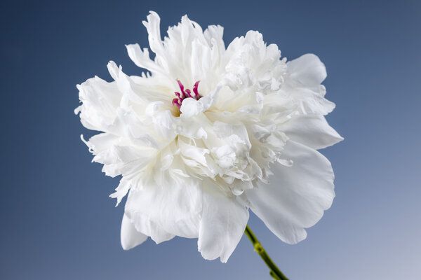 Белый пионский цветок