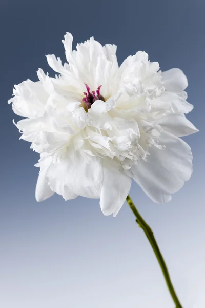 Flor de peónia branca — Fotografia de Stock