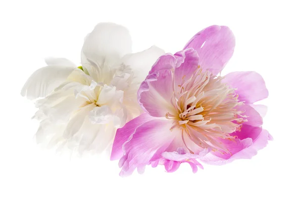 Fiori di peonia isolati — Foto Stock