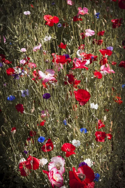 Mohn im Garten — Stockfoto