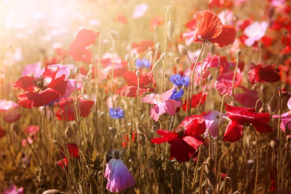 Poppies in sunshine — Stock Photo, Image