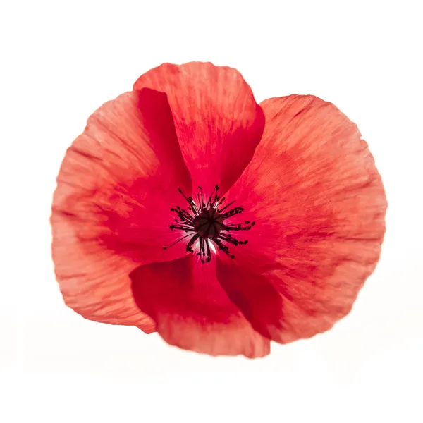 Red poppy flower — Stock Photo, Image