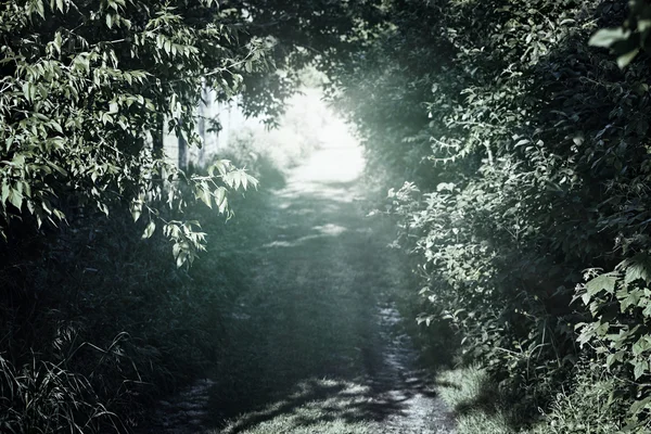 Route rurale étroite dans la forêt — Photo