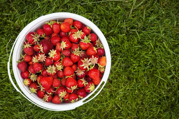 Fresh strawberries in garden — Stock Photo, Image