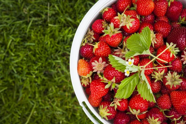 Frische Erdbeeren im Garten — Stockfoto