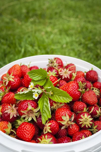 Fresh strawberries in garden — Stock Photo, Image