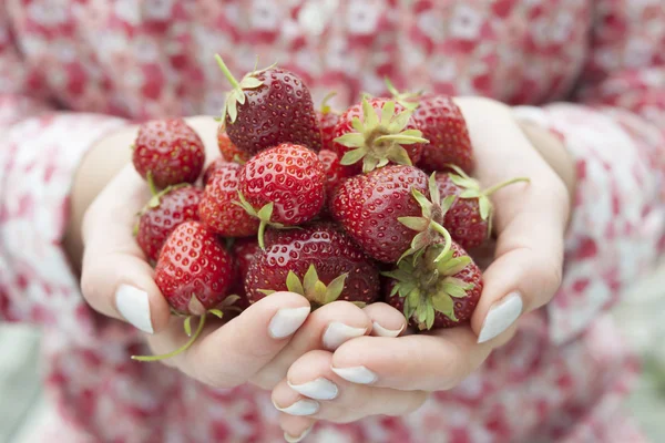 Hands holding fresh strawberries — Stok fotoğraf