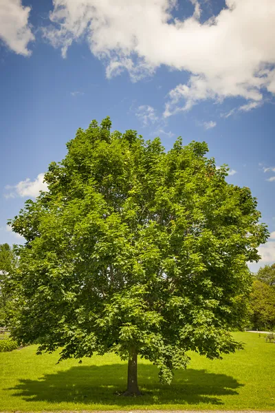 Maple tree in summer field — Stock Photo, Image