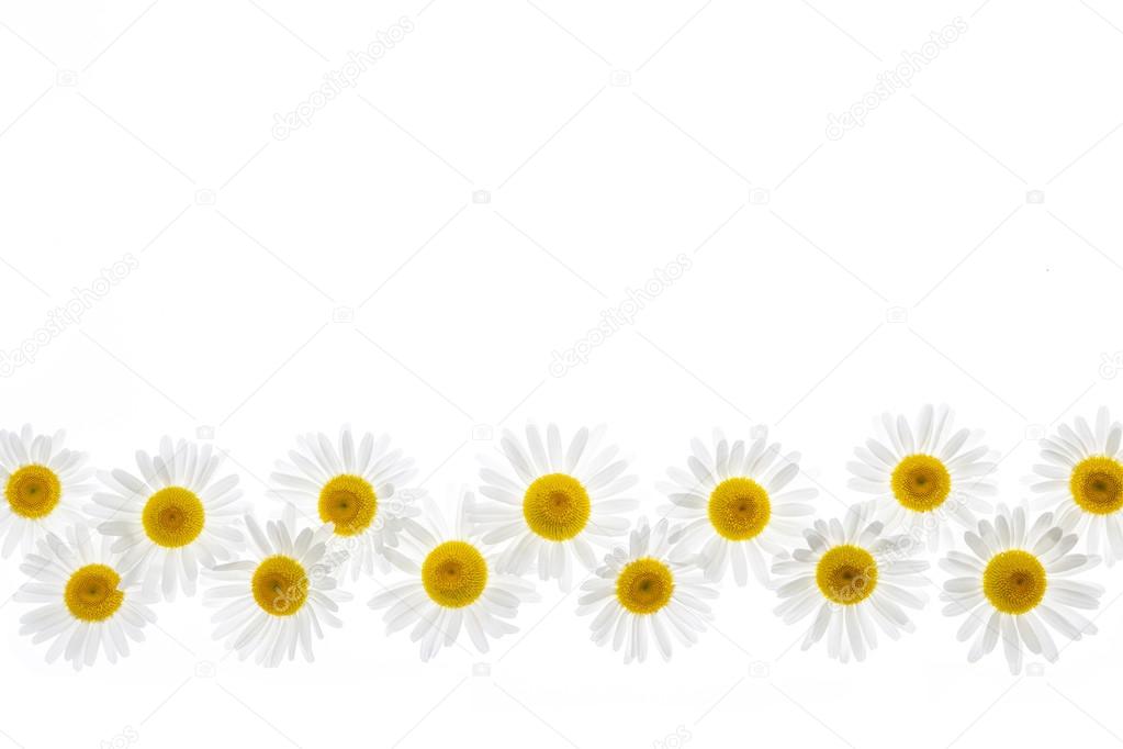 Daisy flower border