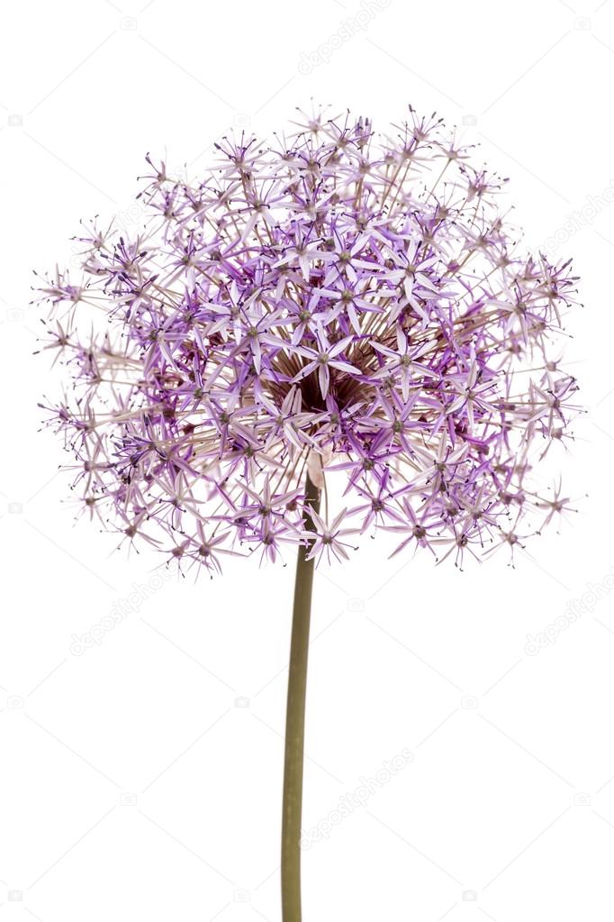 Flowering onion