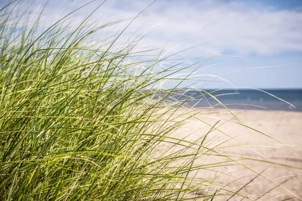 Grama de praia — Fotografia de Stock